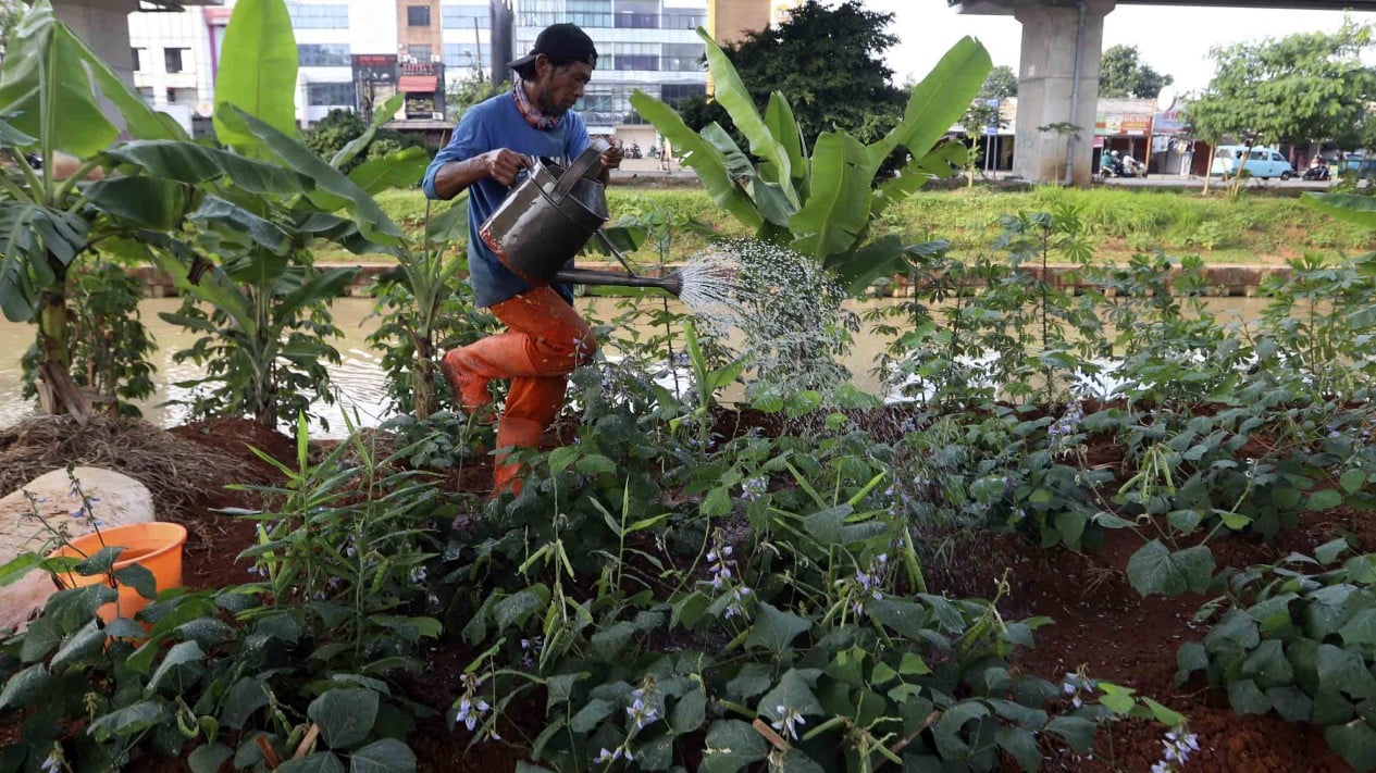 Budidaya Tanaman Sayur di Kolong Tol Becakayu