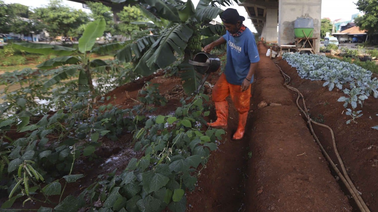 Budidaya Tanaman Sayur di Kolong Tol Becakayu