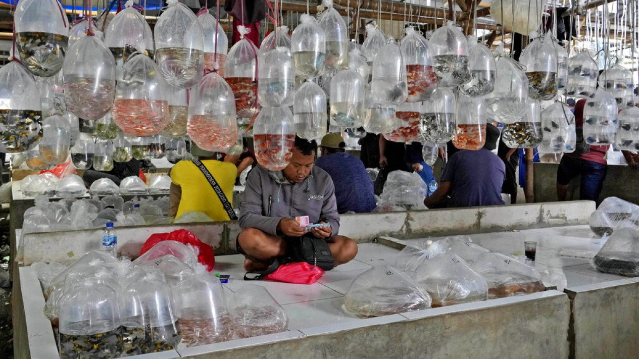Melihat Semaraknya Pasar Ikan Hias Parung