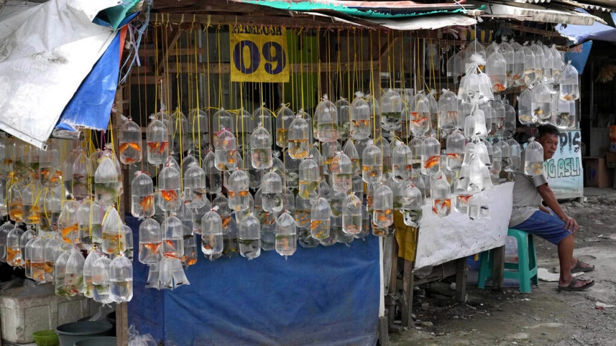 Melihat Semaraknya Pasar Ikan Hias Parung