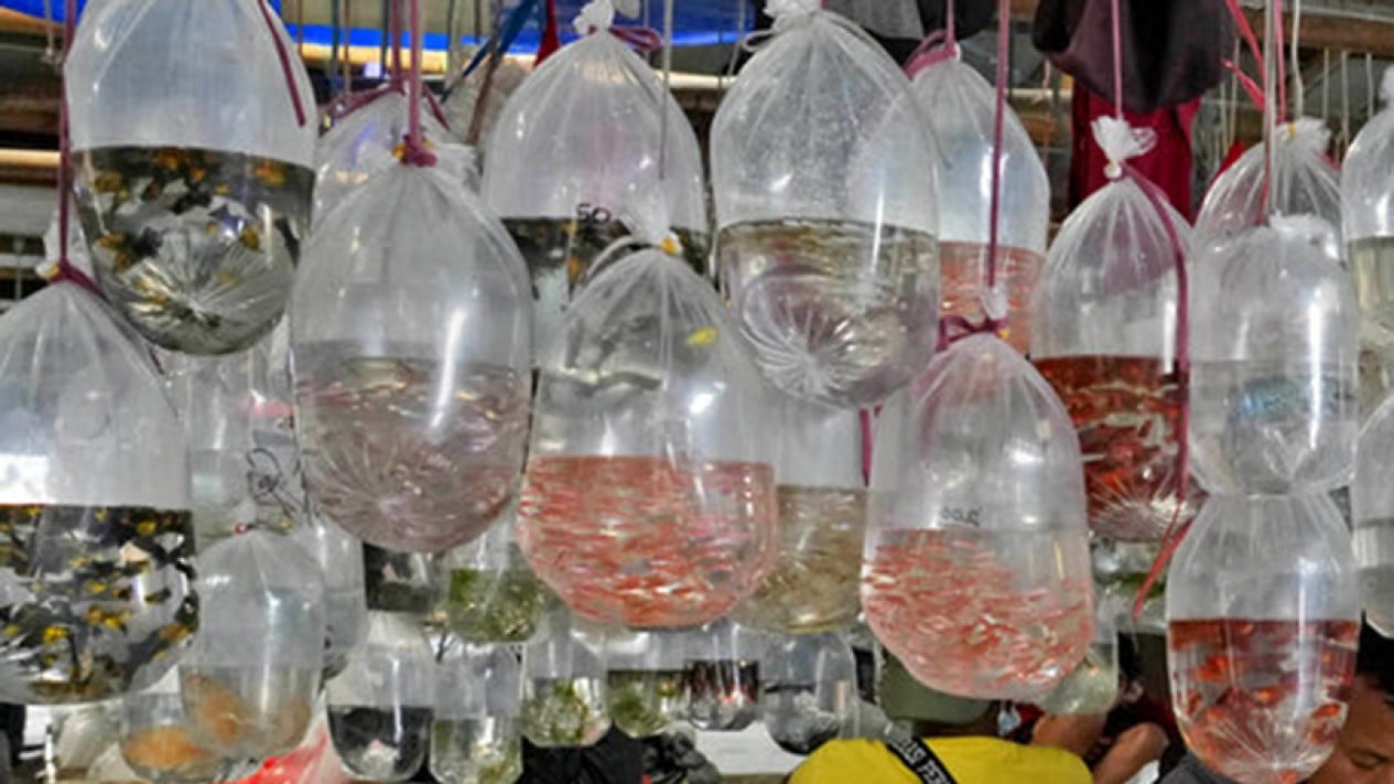 Melihat Semaraknya Pasar Ikan Hias Parung