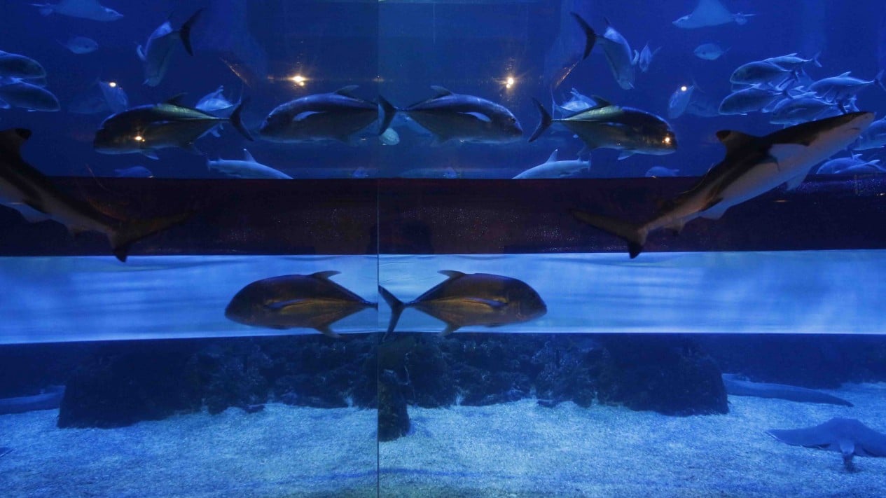 HUT RI, Bendera Panjang 25 M Dikibarkan di Aquarium Raksasa
