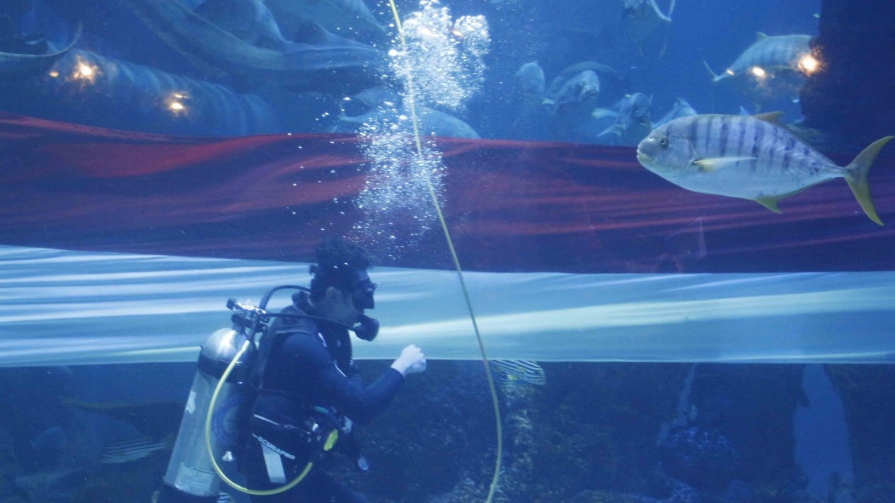 HUT RI, Bendera Panjang 25 M Dikibarkan di Aquarium Raksasa