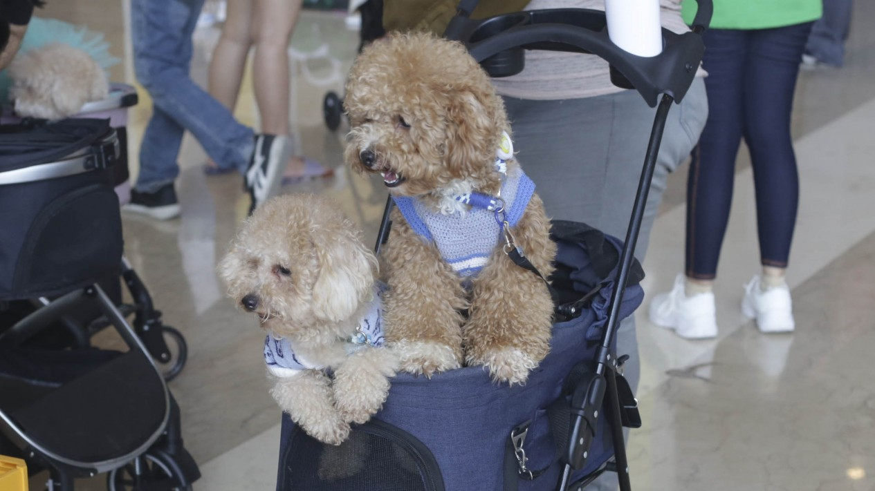 Pameran Indonesia International Pet Expo 2023