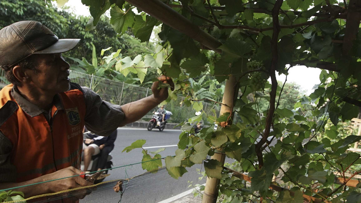 Budidaya Buah Anggur Kolong Tol Rasa Eropa Oleh PPSU