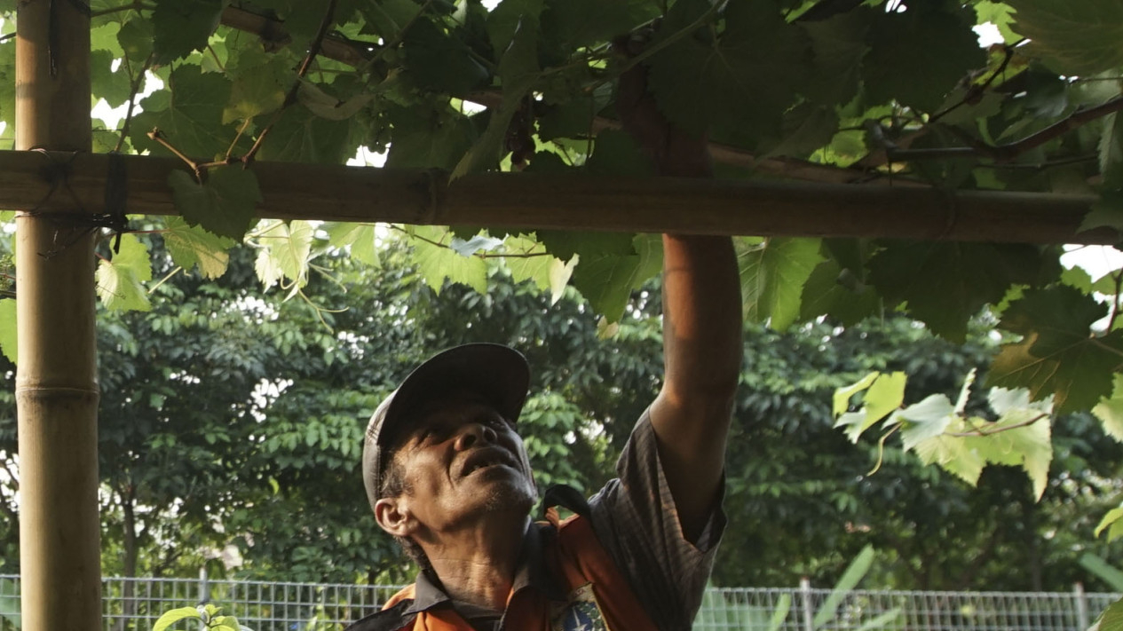Budidaya Buah Anggur Kolong Tol Rasa Eropa Oleh PPSU