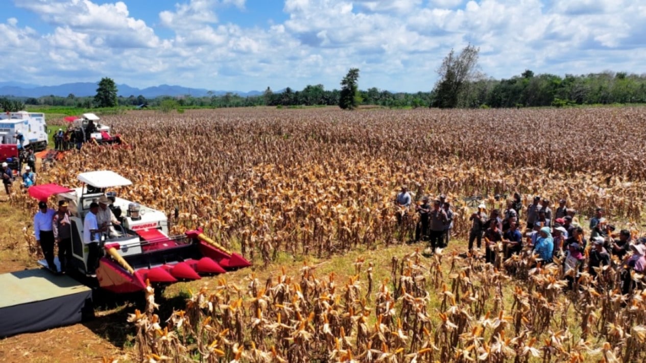 Presiden Prabowo Panen Raya Jagung di Bengkayang