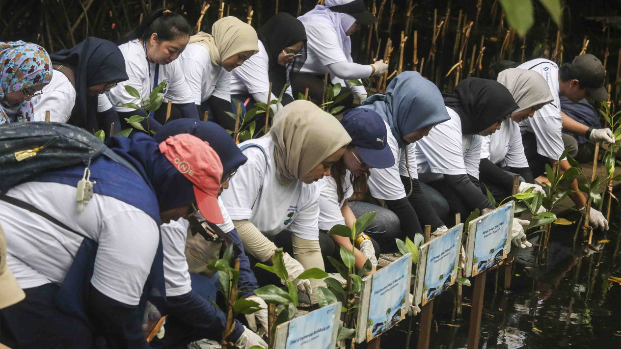 Penanaman Mangrove untuk Kurangi Emisi & Langit Kemabli Biru