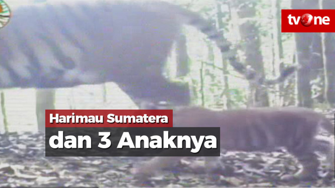 Terekam Kamera, Harimau Sumatera Muncul dengan 3 Anaknya