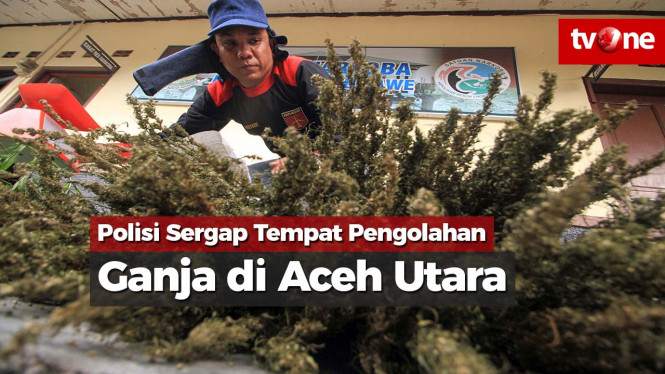 Polisi Sergap Tempat Pengolahan Ganja di Aceh Utara