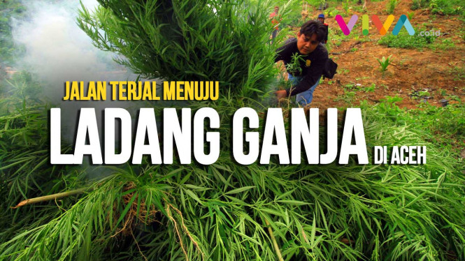 Jalan Terjal Melihat Ladang Ganja di Aceh