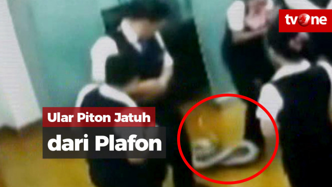 Ular Piton Jatuh dari Atas Plafon