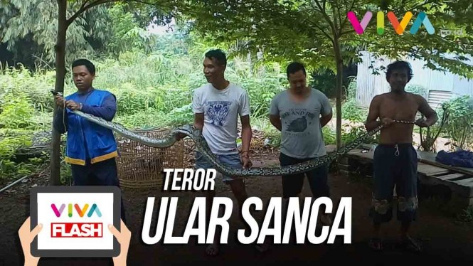 Selain Ular Kobra, Warga Depok Diresahkan Teror Ular Sanca!