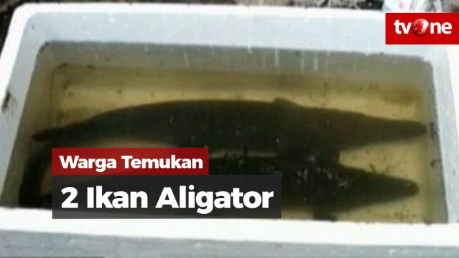 Warga Tangkap 2 Ekor Ikan Aligator di Kali Item