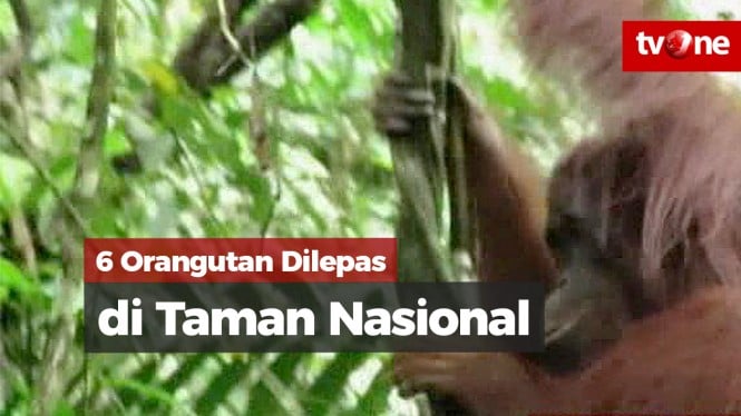6 Orangutan Dilepas di Taman Nasional