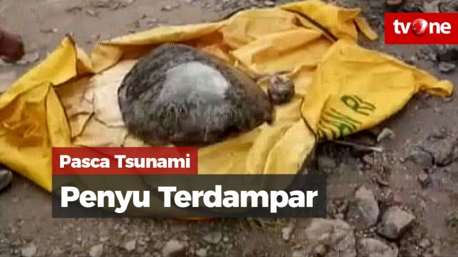 Pasca Tsunami Banten, Banyak Penyu Terdampar