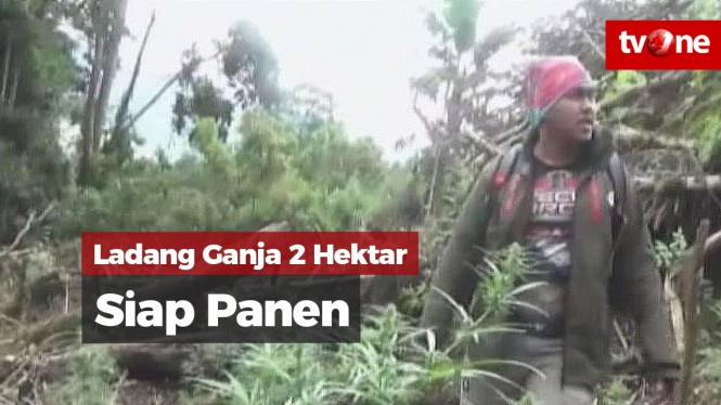 Polisi Ungkap 2 Hektar Ladang Ganja di Kerinci