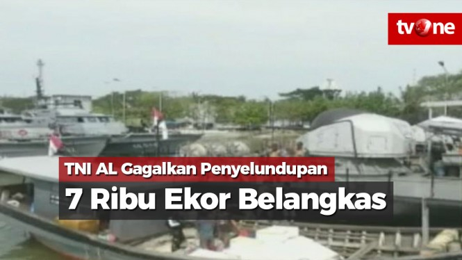 Patroli TNI AL Gagalkan Penyelundupan 7 Ribu Ekor Belangkas