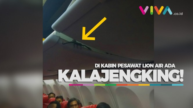 Horor! Ada Kalajengking Berkeliaran di Bagasi Kabin Lion Air