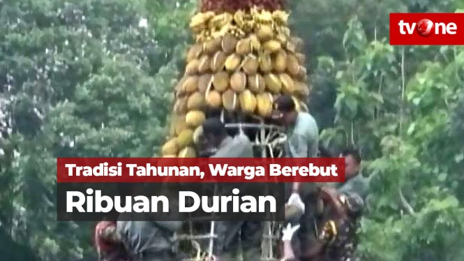 Tradisi Tahunan, Warga Berebut Ribuan Durian