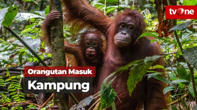 Diduga Habitatnya Terganggu, Orangutan Masuk Kampung