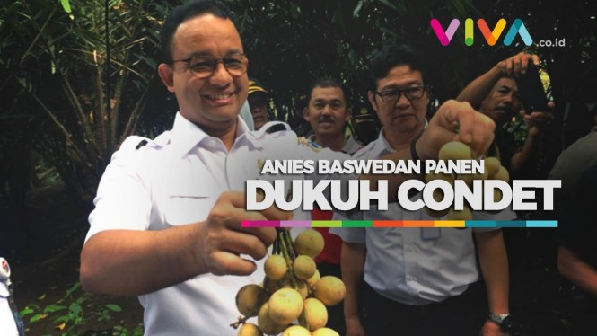 VIDEO: Anies Panen Dukuh Asli Condet