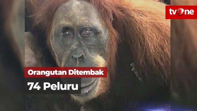 Viral Orangutan Ditembak 74 Peluru