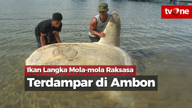 Dua Kali, Ikan Langka Mola-mola Raksasa Terdampar di Ambon