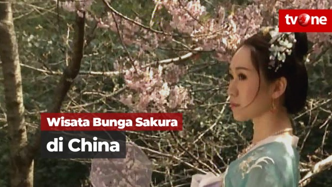Wisata Taman Bunga Sakura di China