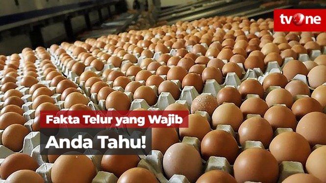 Fakta Telur yang Wajib Anda Tahu