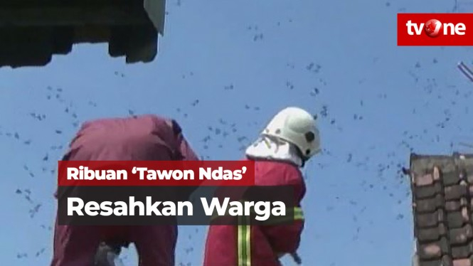 Ribuan 'Tawon Ndas' Meresahkan Warga