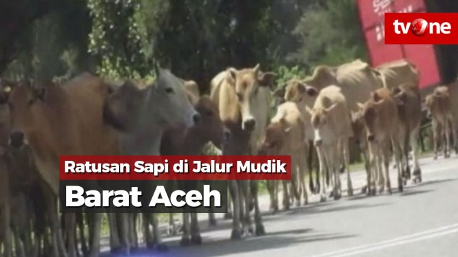 Ratusan Sapi Berkeliaran di Jalur Mudik Barat Aceh