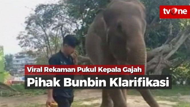 Viral Rekaman Pukul Kepala Gajah, Pihak Bonbin Klarifikasi