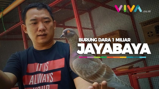 Penampakan Burung Dara Jayabaya Seharga 1 Miliar