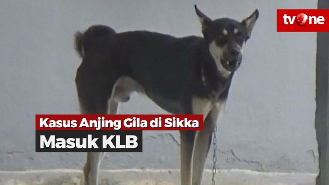 Pemkab Sikka Tetapkan Kasus Anjing Gila Masuk KLB