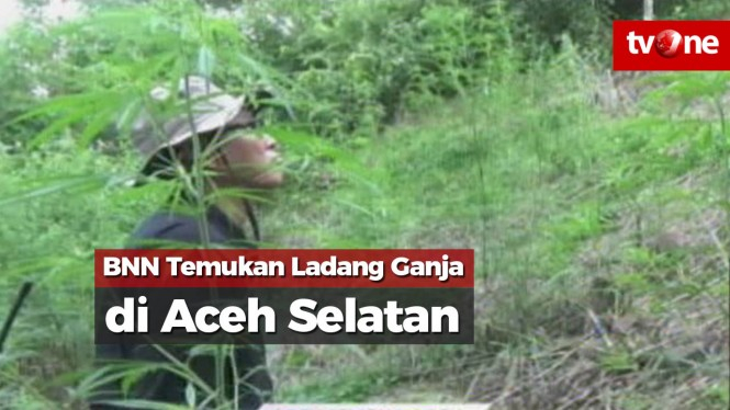 BNN Temukan Ladang Ganja 1 Hektar di Pegunungan Aceh Selatan