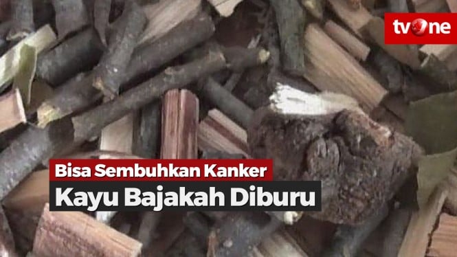 Berkhasiat Sembuhkan Kanker, Kayu Bajakah Diburu Konsumen