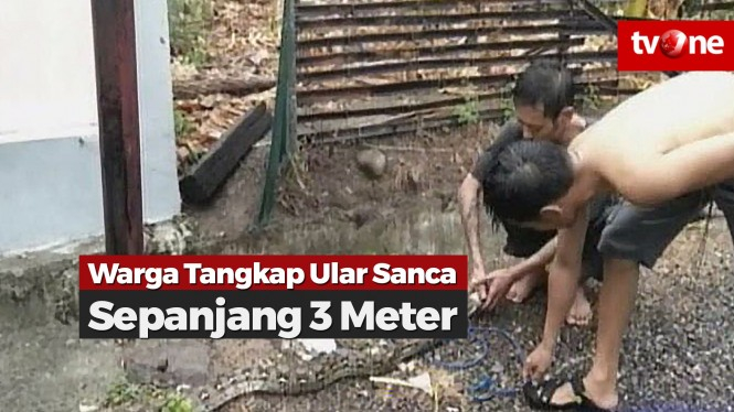 Warga Tangkap Ular Sanca Sepanjang 3 Meter