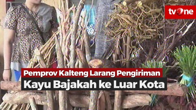 Banyak Diburu, Pemprov Kalteng Larang Kirim Bajakah