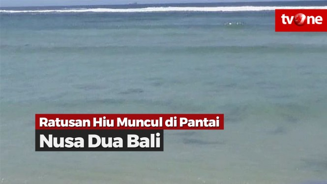 Wisatawan di Nusa Dua Bali Berenang Bersama Ratusan Hiu