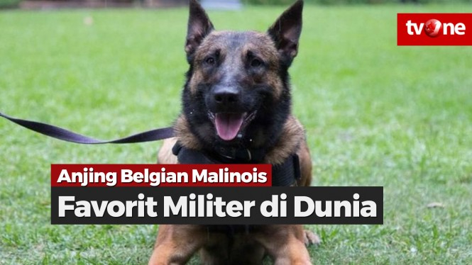 Belgian Malinois, Anjing Favorit Militer di Dunia