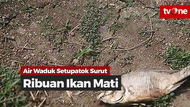 Debit Air Waduk Setupatok Surut, Puluhan Ton Ikan Mati