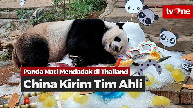Panda Mati Mendadak di Thailand, China Kirim Tim Ahli