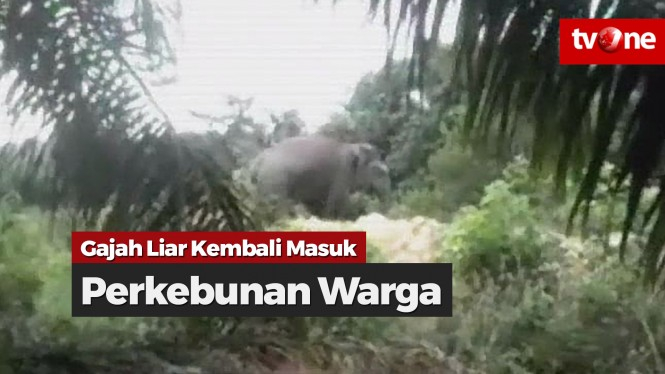 Gajah Liar Masuk ke Perkebunan Warga di Riau