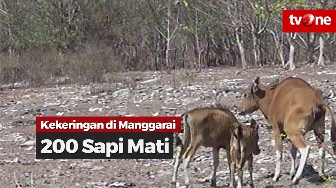 Kekeringan di Manggarai, Lebih dari 200 Sapi Mati