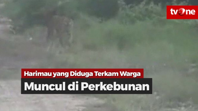 Harimau yang Diduga Terkam Warga, Muncul di Perkebunan Sawit