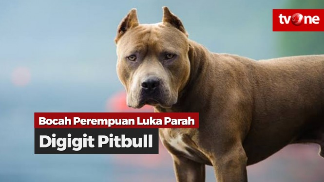 Bocah 8 Tahun Digigit Pitbull Peliharaan Orang Tuanya