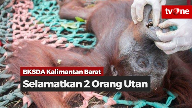 BKSDA Kalimantan Barat Selamatkan 2 Orang Utan