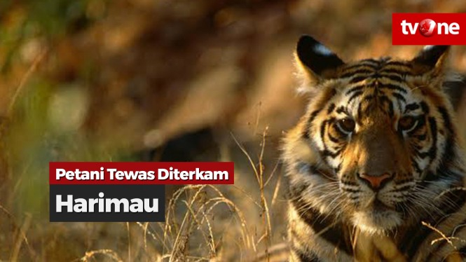 Petani Tewas Diterkam Harimau, Jasad Ditemukan Tak Utuh