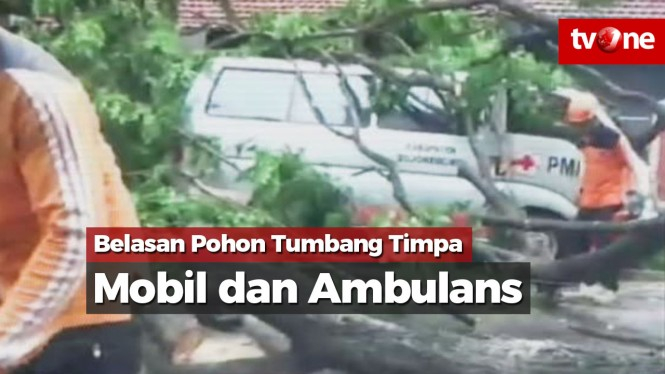 Belasan Pohon Tumbang Timpa Mobil dan Ambulans